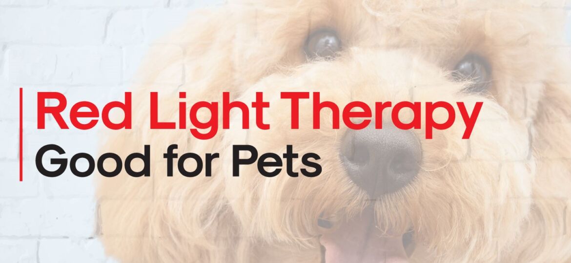 Red-Light-Therapy-for-Pets-1