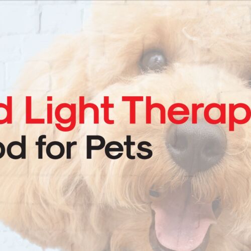 Red-Light-Therapy-for-Pets-1