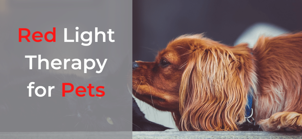 Red-Light-Therapy-for-Pets