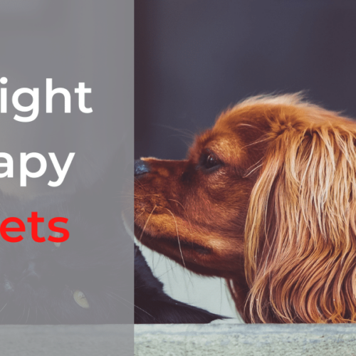 Red-Light-Therapy-for-Pets